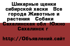 Шикарные щенки сибирской хаски - Все города Животные и растения » Собаки   . Сахалинская обл.,Южно-Сахалинск г.